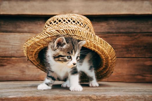 Curiosity kitten under the hat