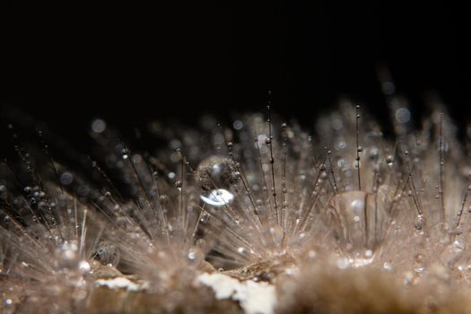 Macro drops of water on fur