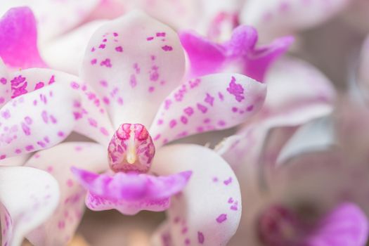 Background flower macro orchid