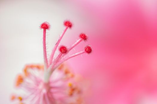 Background macro flower pink