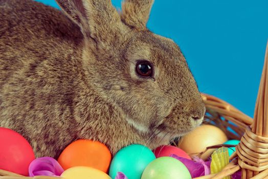 Cute bunny in a basket