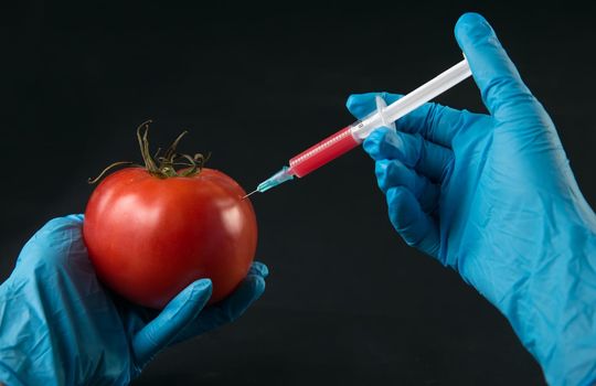 Injection into tomato