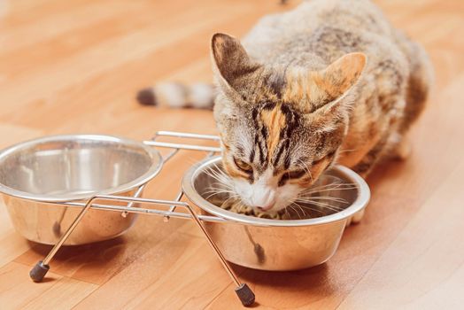 Kitten eats from a bowl