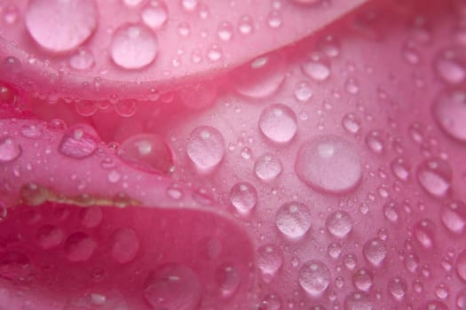 Background macro water droplets on the petals of pink roses