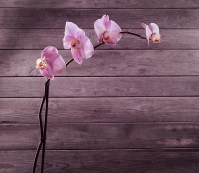 Pink orchid, copyspace
