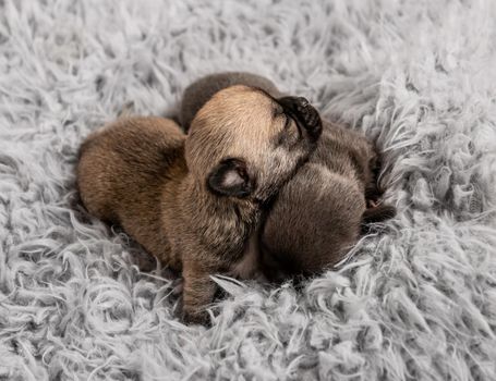 Little chihuahua breed puppies on coverlet