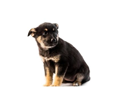 German shepherd puppy isolated