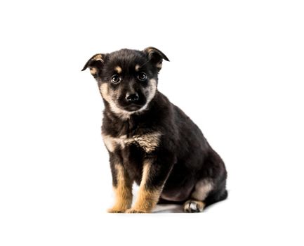 German shepherd puppy isolated