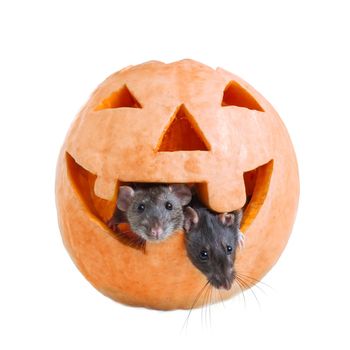 Two mouse and pumpkin halloween