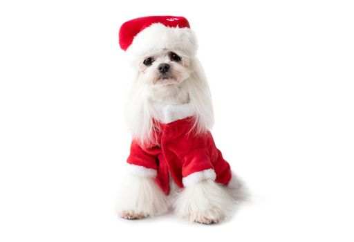 Maltese dog wearing Christmas suit
