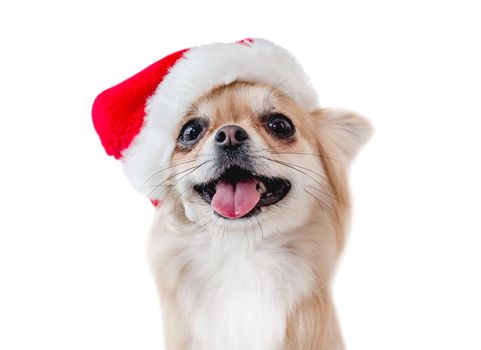 Chihuahua dog in Santa hat