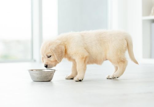 Retriever puppy eating from bowl