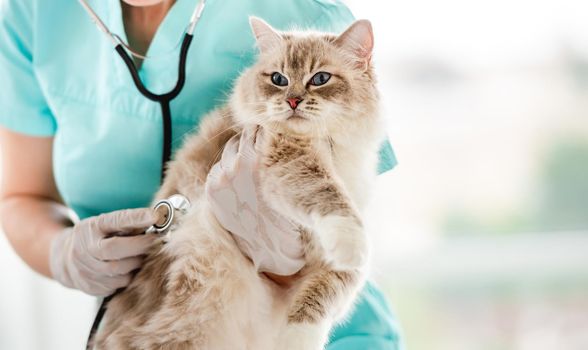 Ragdoll cat at veterinerian clinic