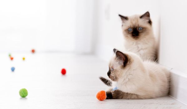 Two fluffy ragdoll kittens on the floor together with colorful balls. Portrait of american breed feline kitty pets with toys at home. Beautiful little purebred domestic cats indoors in white room