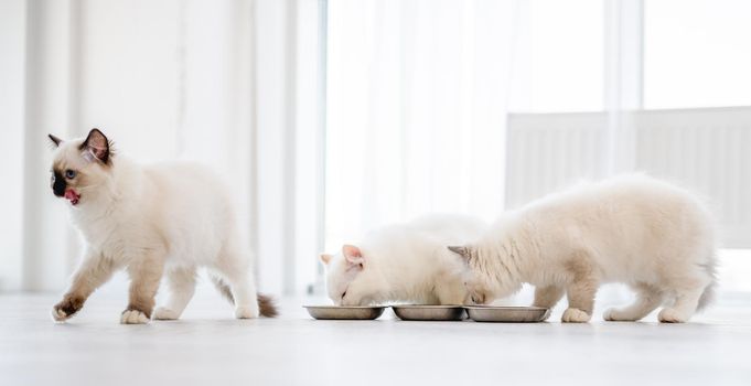 Three lovely fluffy white ragdoll cats sitting on the floor and eating feed from bowls in light room and one animal lick mouth with tonque. Beautiful purebred feline pets outdoors with food together