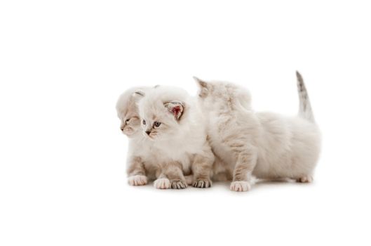 Three adorable fluffy ragdoll kittens isolated on white background. Cute purebred fluffy kitty cats together. Lovely little feline pets