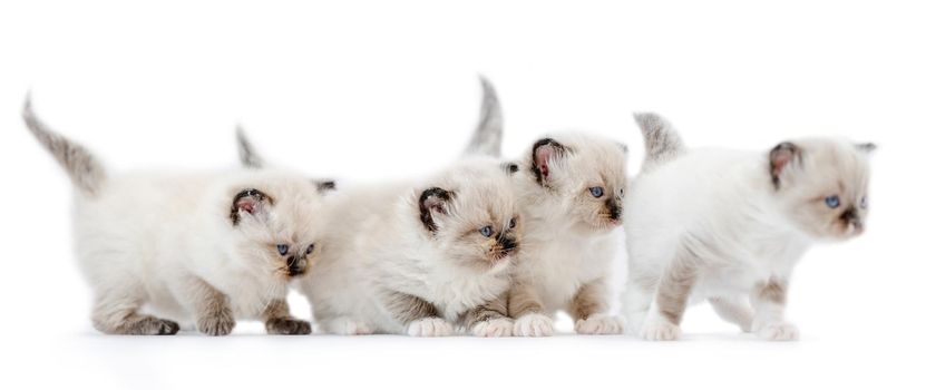 Four ragdoll kittens isolated on white background with copyspace. Domestic fluffy purebred kitty pets standing together and looking back