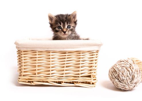 fluffy kitten in a basket