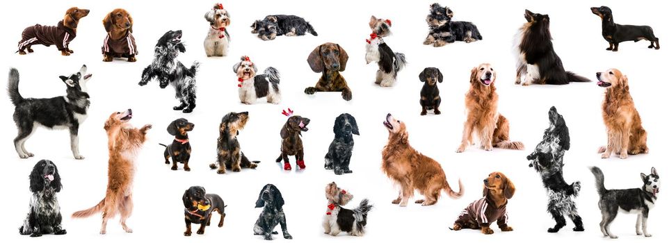 set photo of dogs of different breeds isolated