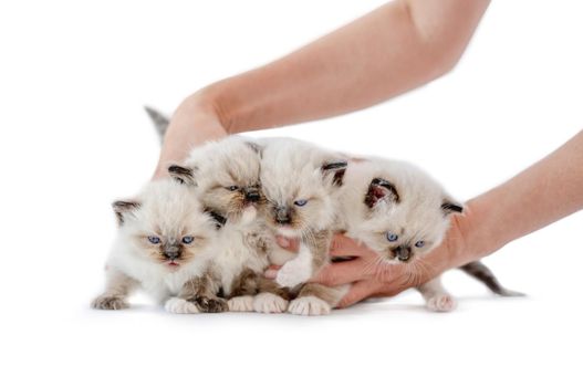 Four ragdoll kittens and hands of owner person isolated on white background with copyspace. Domestic fluffy purebred kitty pets and girl arms holding them