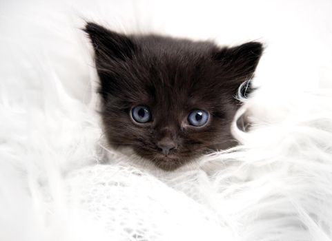 Little black kitten isolated