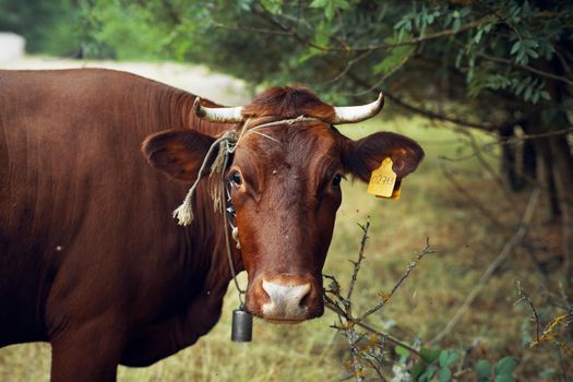 cow in the field countryside nature animal mammal. High quality photo