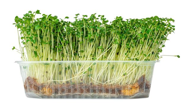 Micro green sprouts of watercress salad isolated on white