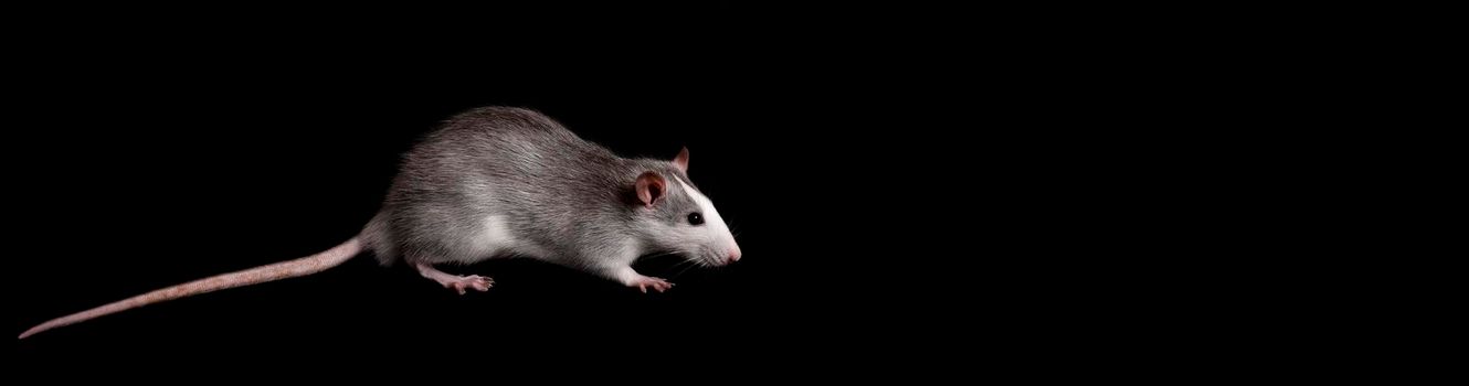 Gray rat isolated on black background. Rodent pets. Domesticated rat close up. The rat is looking at the camera