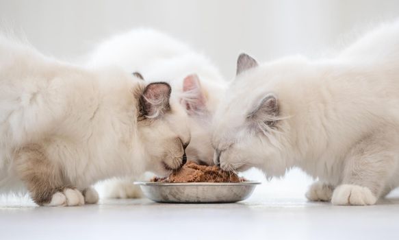 Three lovely fluffy white ragdoll cats eating feed from bowl in light room. Beautiful purebred feline pets outdoors with food together
