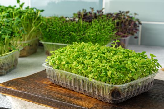 Micro green sprouts on wooden board, view from above