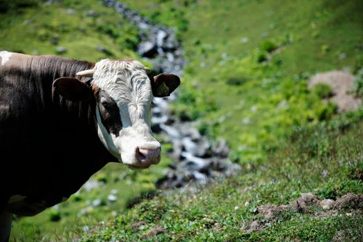 Cow, Ambarlı Plateau, Cows Grazing on the Plateau