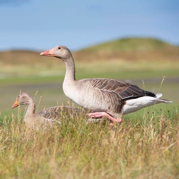 grey geese in summer grass on the island of texel in the netherlands