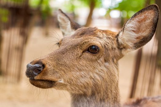 The head of an artiodactyl mammal deer. A young deer in a pen.