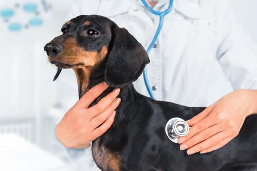 Veterinarian is listening dachshund