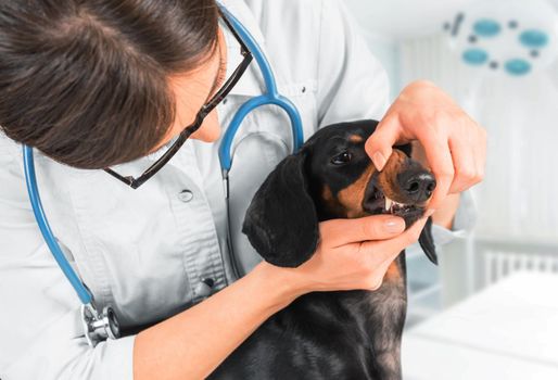 Veterinarian examines teeth of a dog