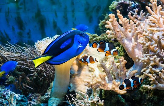 tropical blue fish and clownfish