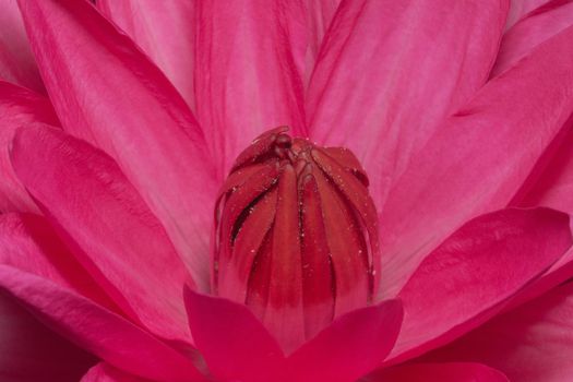 Close up image of a lotus red