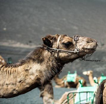 camel rests in desert