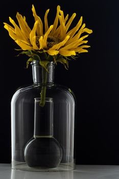 Sunflower in a flask with water on black background
