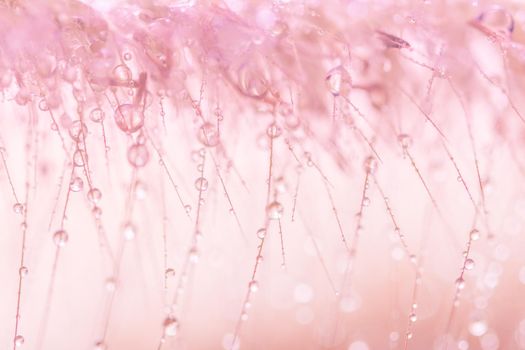 Background drops of water on pink feather grass.