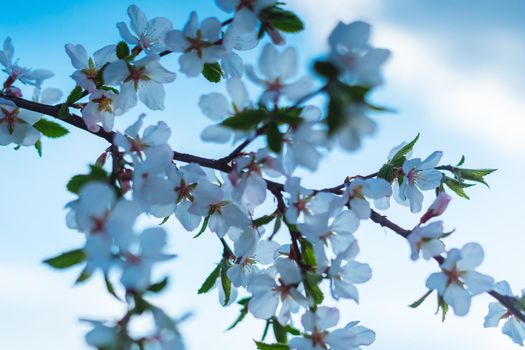 Sakura or cherry blossom flower full bloom in blue sky spring season.