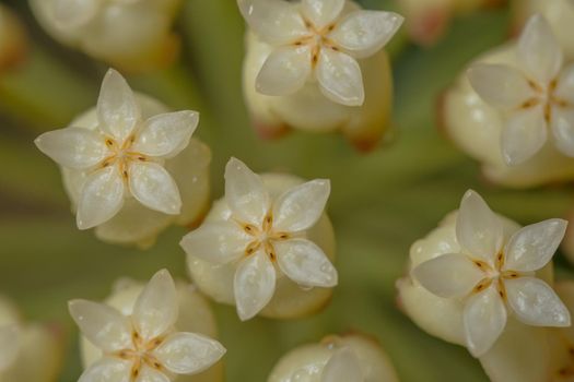 Hoya white flower macro