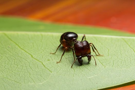 macro red ant