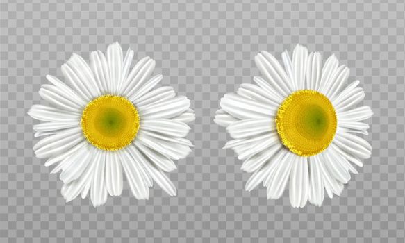 Realistic spring chamomile, daisy flowers
