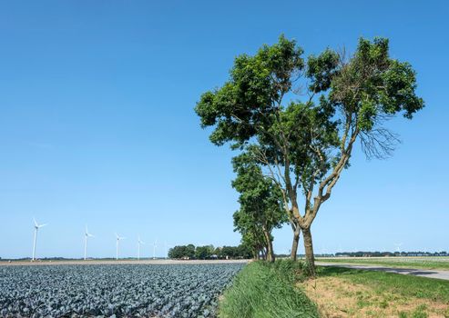 field with red cabbage and trees in wieringermeer under blue sky in summer