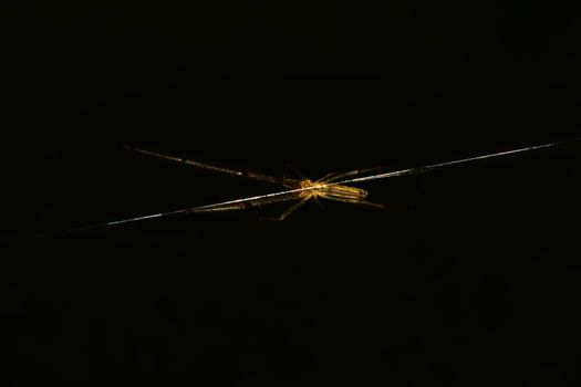 Spider picture on spider web, Stiil Light