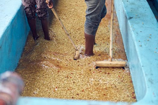 African workers are washing coffee at production center