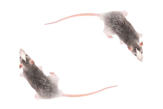 Two Young gray rats isolated on white background. Rodent pets. Domesticated rat close up. Top view on rat. Copy space