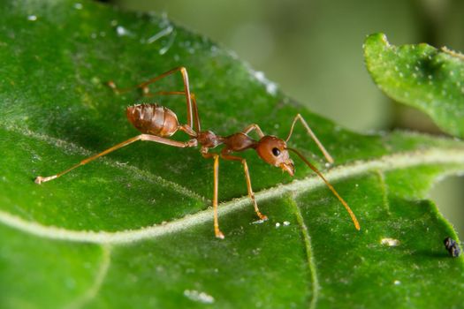 Macro red ants on plants