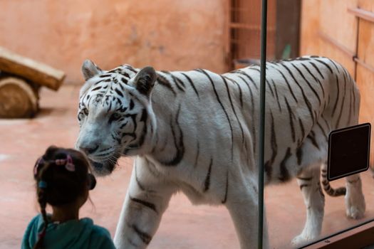 tiger and little girl face to face